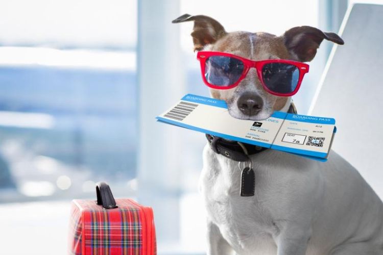 viajar com animal